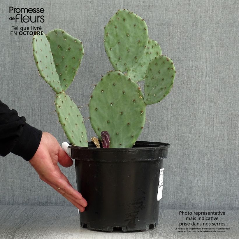 Spécimen de Opuntia Alta - Cactus Pot de 4L/5L tel que livré en automne