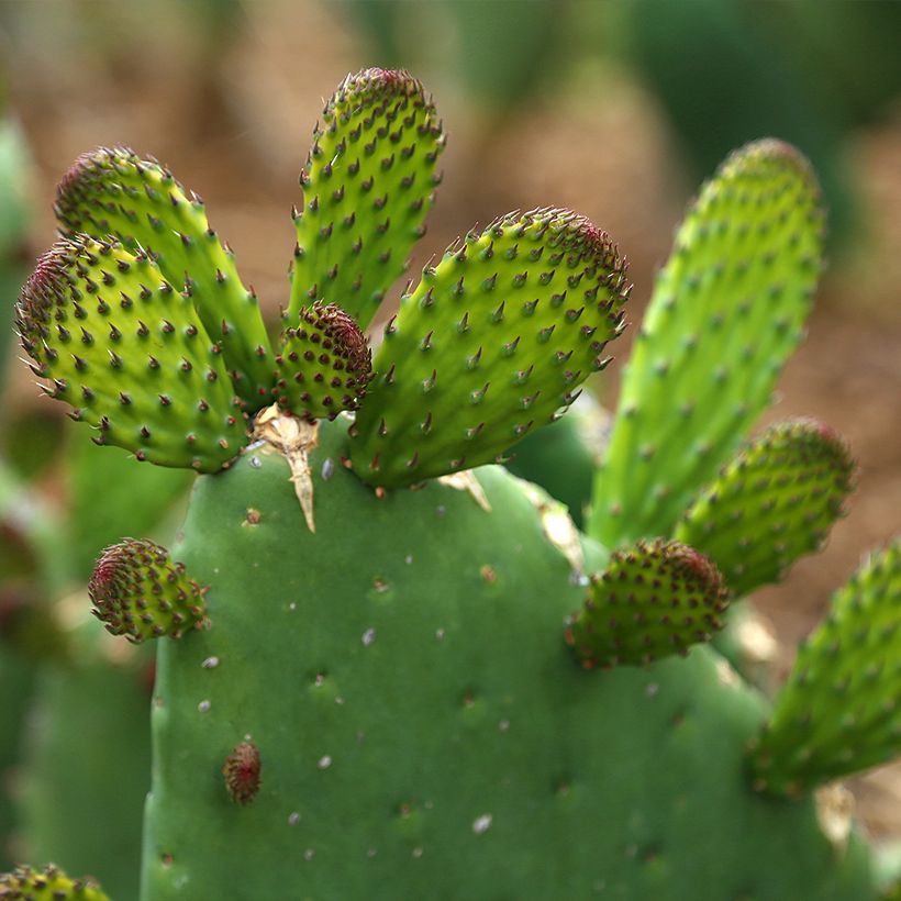 Opuntia Alta - Cactus (Feuillage)