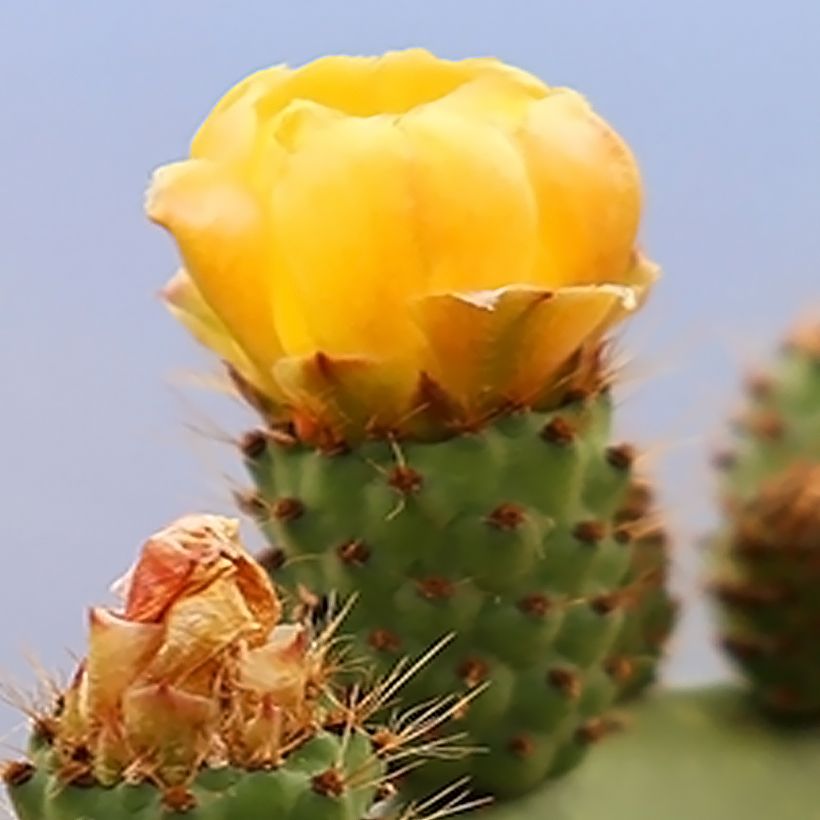 Opuntia Alta - Cactus (Floraison)