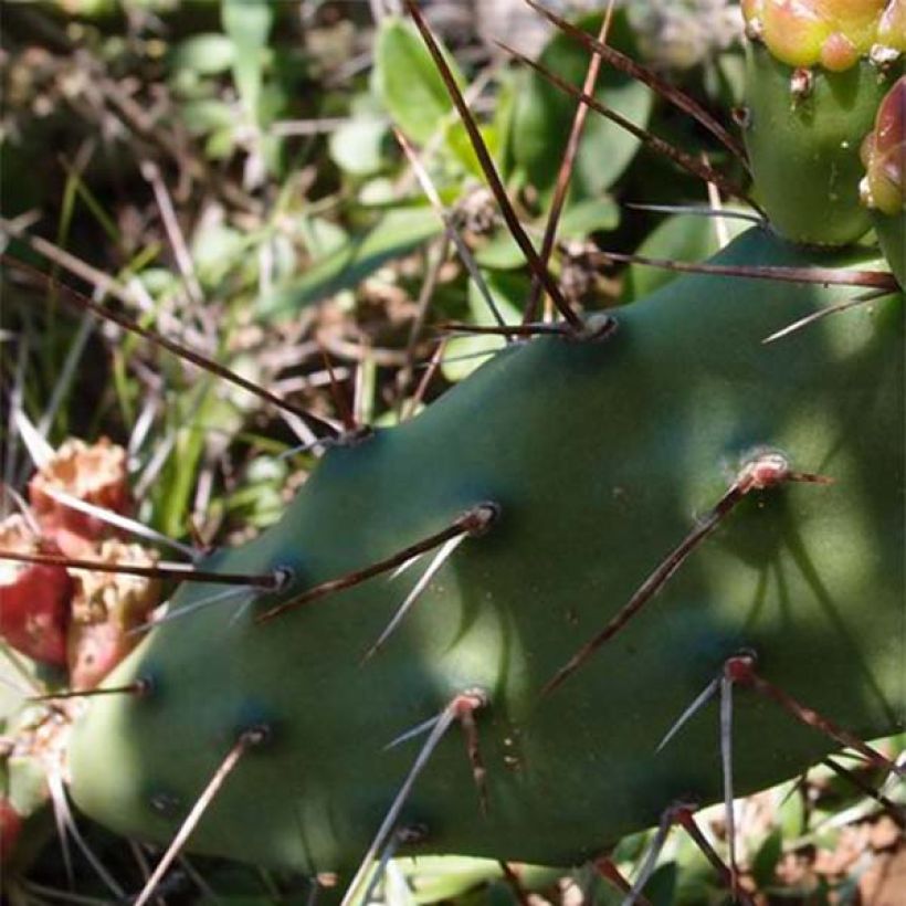 Opuntia Titania - Cactus raquette (Feuillage)