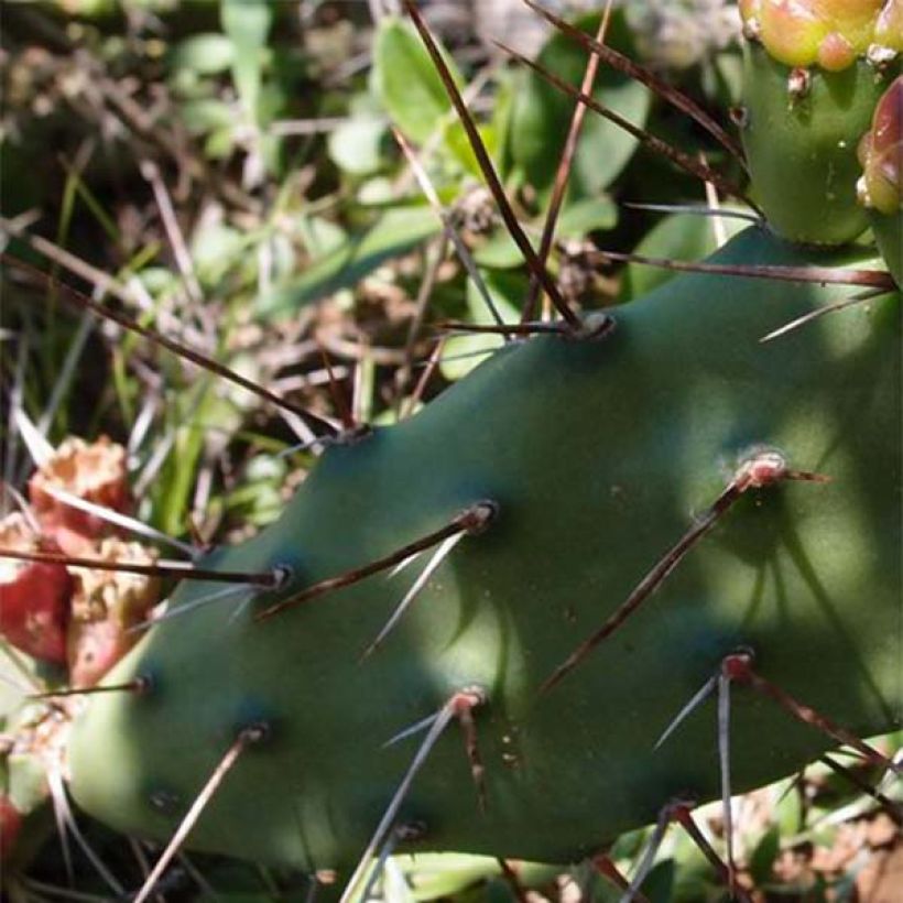 Opuntia anacantha - Oponce (Feuillage)