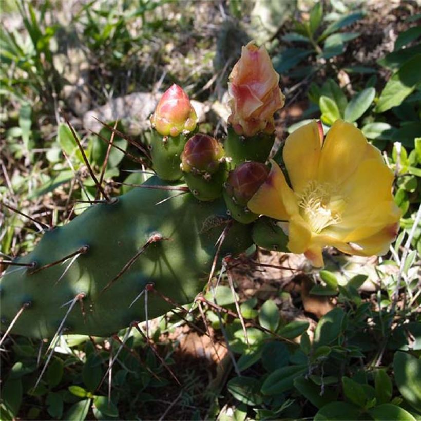 Opuntia anacantha - Oponce (Floraison)