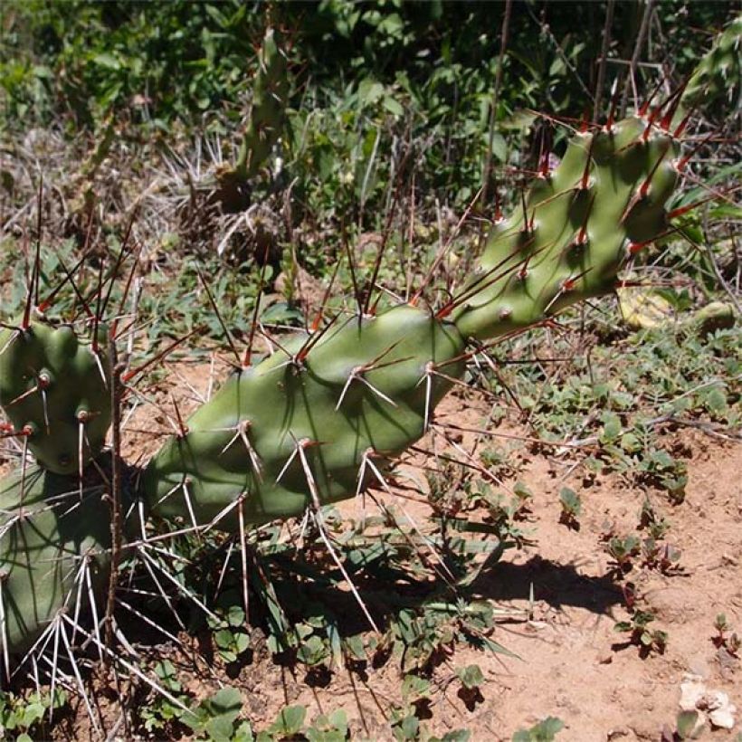 Opuntia Titania - Cactus raquette (Port)