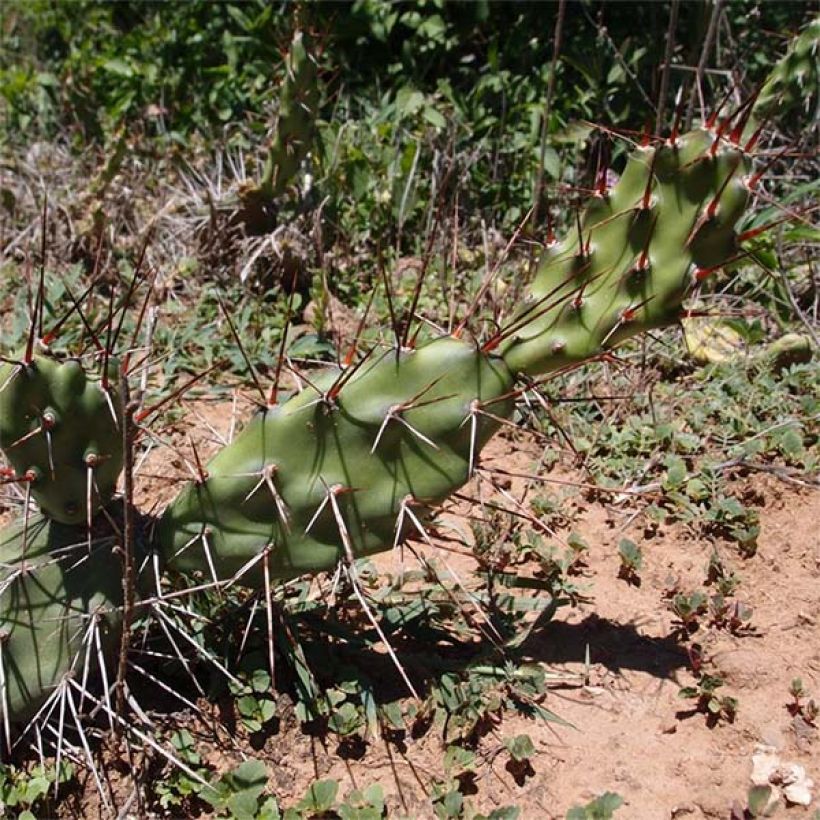 Opuntia anacantha - Oponce (Port)