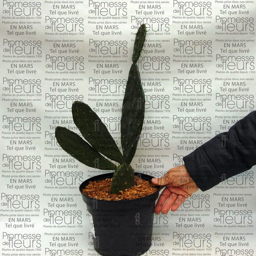 Exemple de spécimen de Opuntia anacantha - Oponce tel que livré
