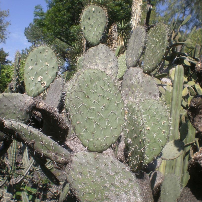 Opuntia atrispina (Feuillage)