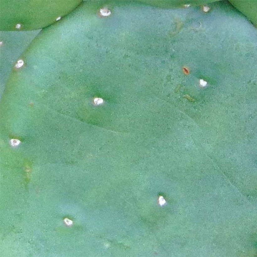 Opuntia compressa Millevaches - Oponce de l'Est. (Feuillage)