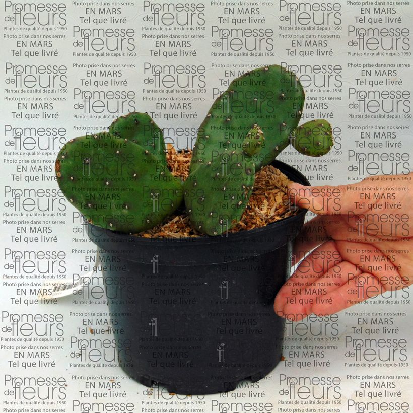 Exemple de spécimen de Opuntia compressa Millevaches - Oponce de l'Est. Pot de 2L/3L tel que livré