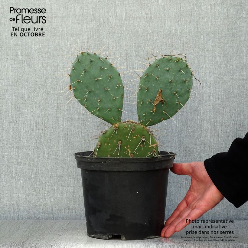 Spécimen de Opuntia discata - Cactus raquette tel que livré en automne