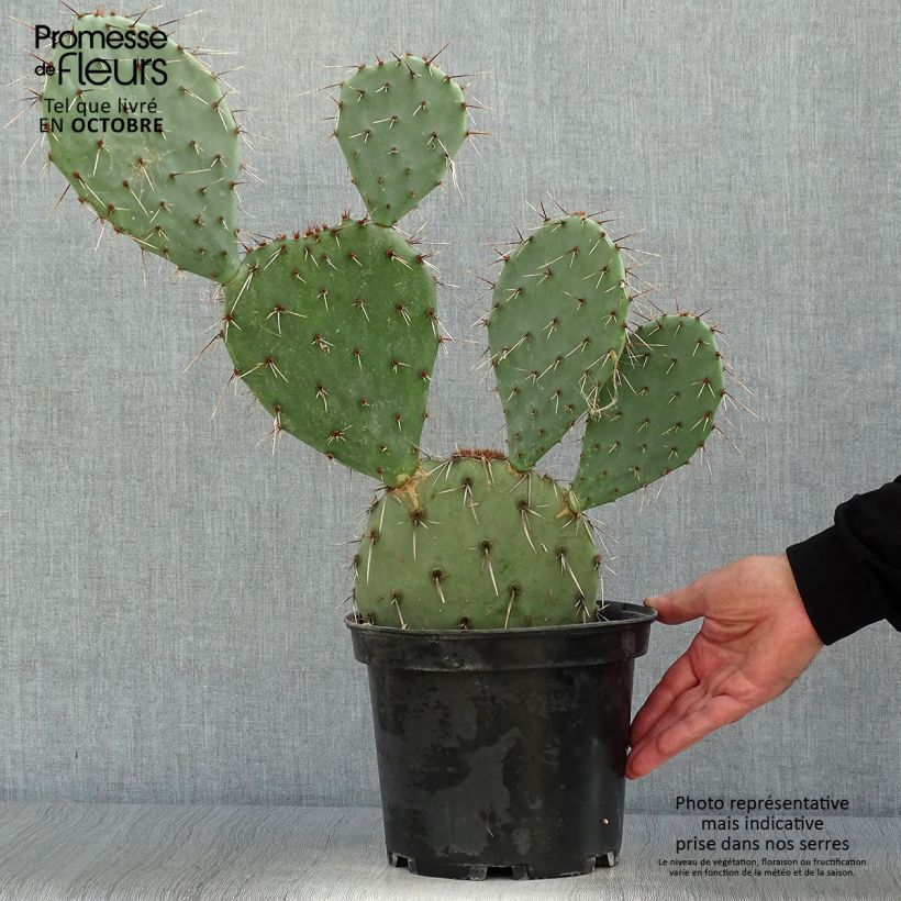 Spécimen de Opuntia dulcis - Cactus raquette tel que livré en automne
