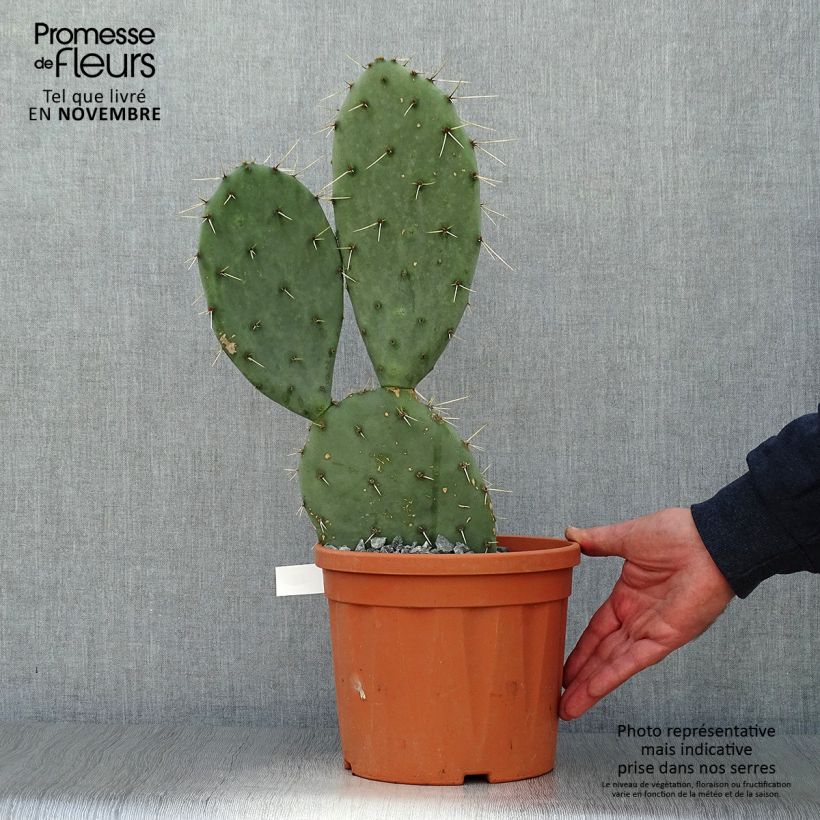 Spécimen de Opuntia engelmannii  Belen - Cactus raquette Pot de 4L/5L tel que livré en automne