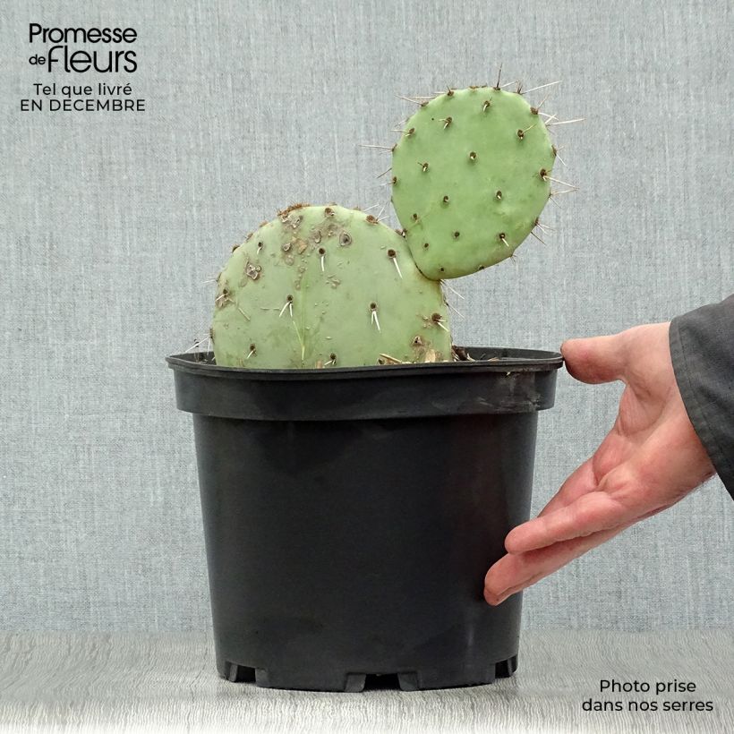 Spécimen de Opuntia engelmannii - Cactus raquette tel que livré en hiver