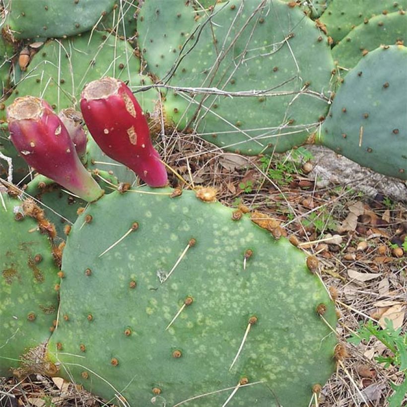 Opuntia engelmannii lindheimeri - Oponce (Port)