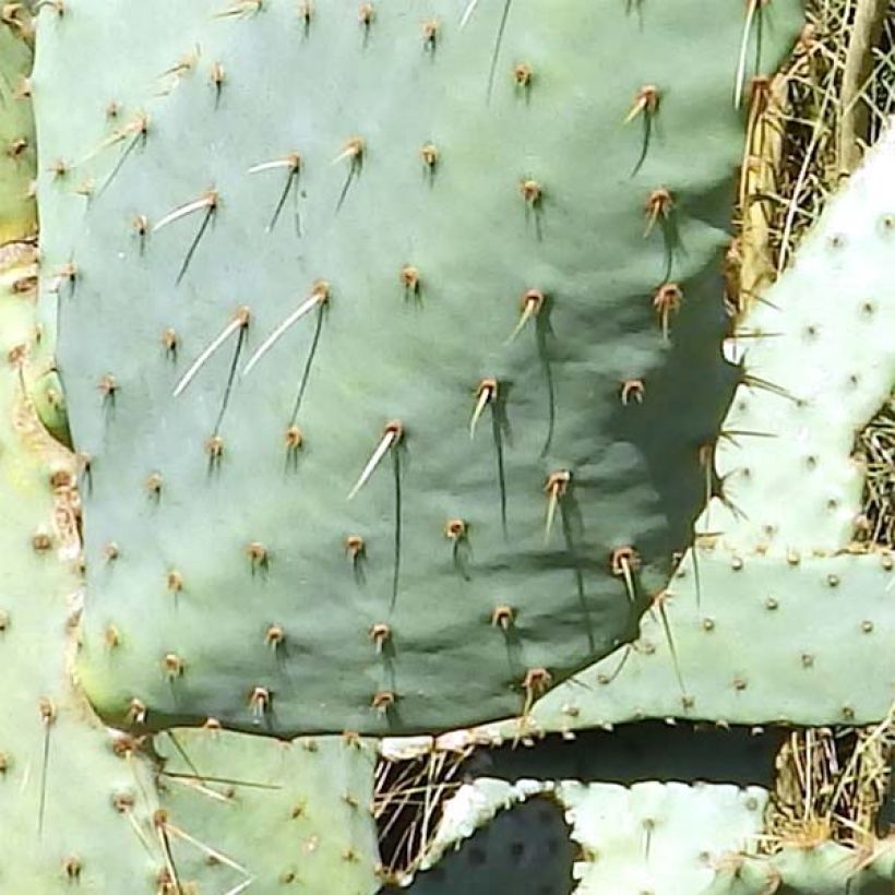 Opuntia engelmannii var. linguiformis - Oponce (Feuillage)