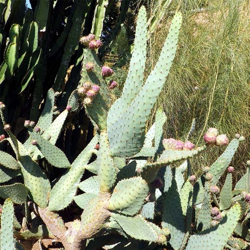 Opuntia engelmannii var. linguiformis - Oponce (Port)