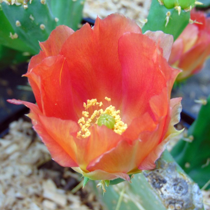 Opuntia engelmannii lindheimeri - Oponce (Floraison)