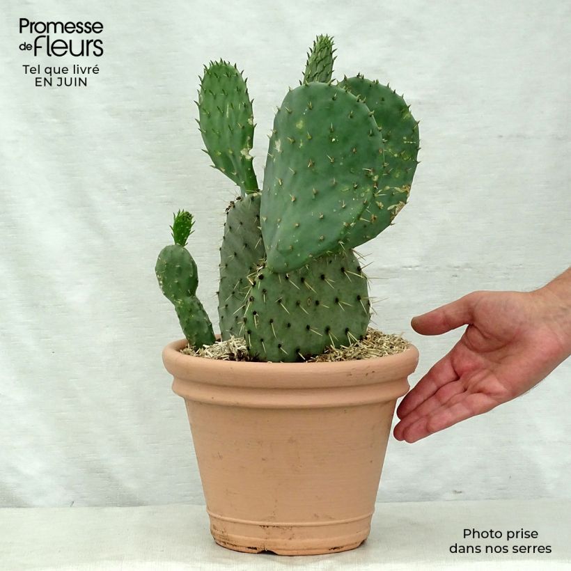 Spécimen de Opuntia engelmannii lindheimeri - Oponce Pot de 4L/5L tel que livré en été