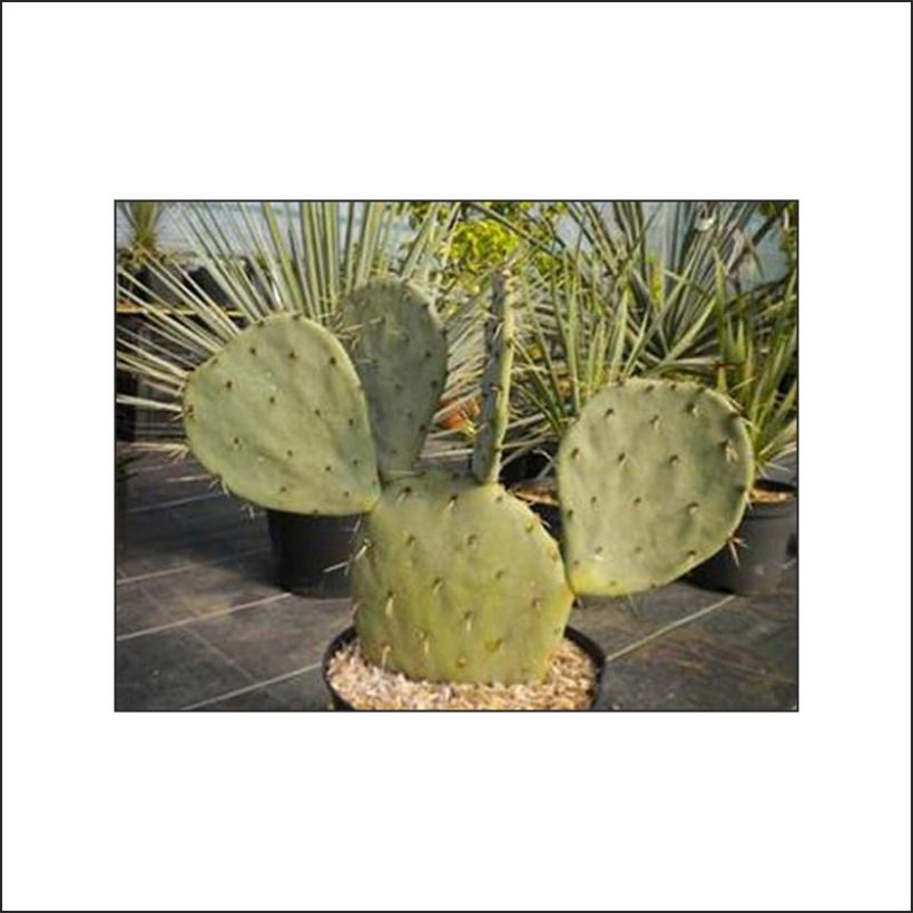 Opuntia gregoriana - Oponce (Feuillage)