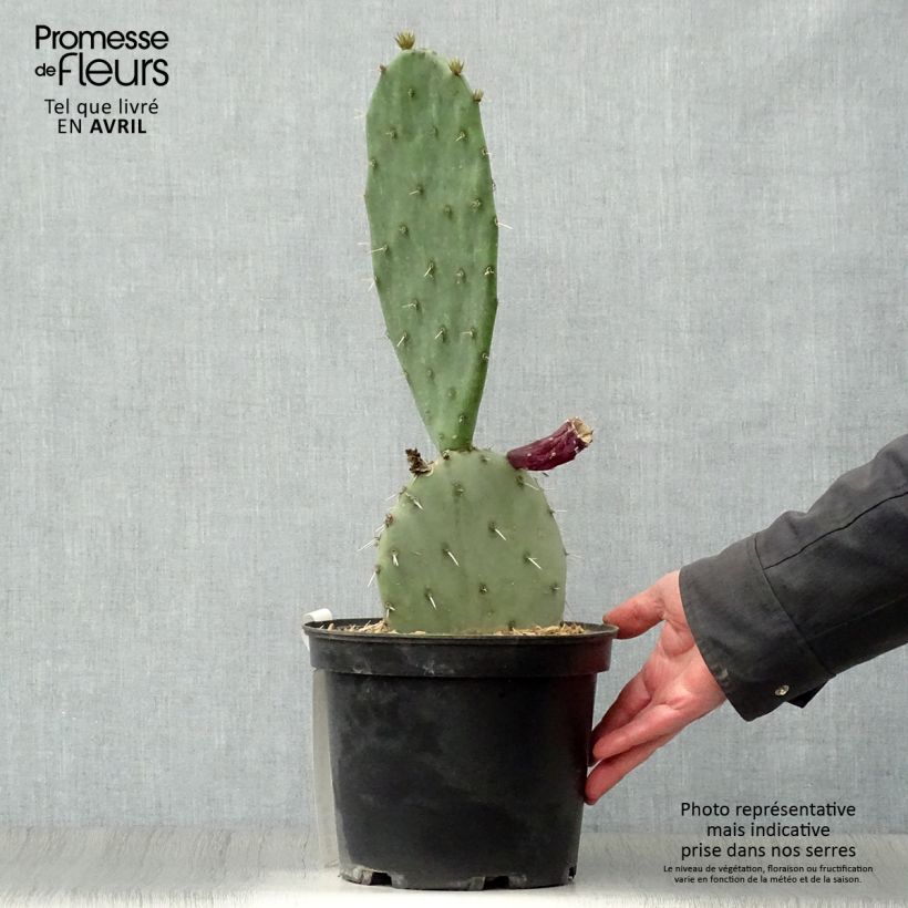 Spécimen de Opuntia gregoriana - Oponce Pot de 4L/5L tel que livré au printemps