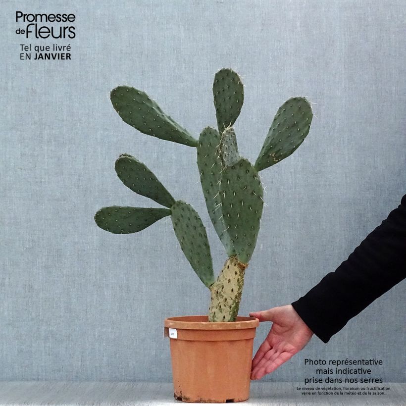 Spécimen de Opuntia laevis - Cactus raquette tel que livré en hiver
