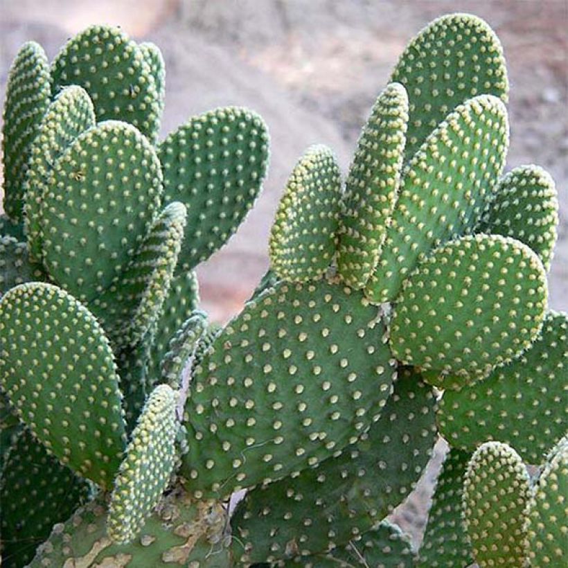Opuntia microdasys - Oponce (Feuillage)