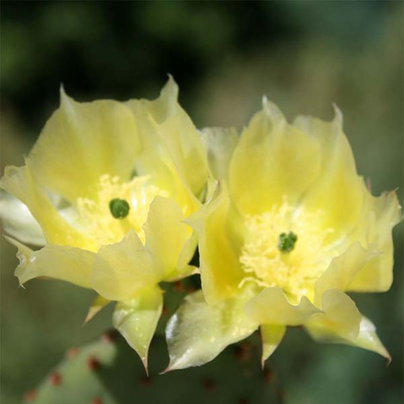 Opuntia microdasys - Oponce (Floraison)