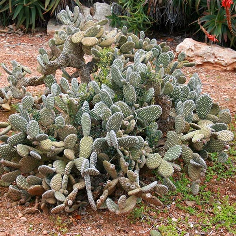 Opuntia microdasys - Oponce (Port)