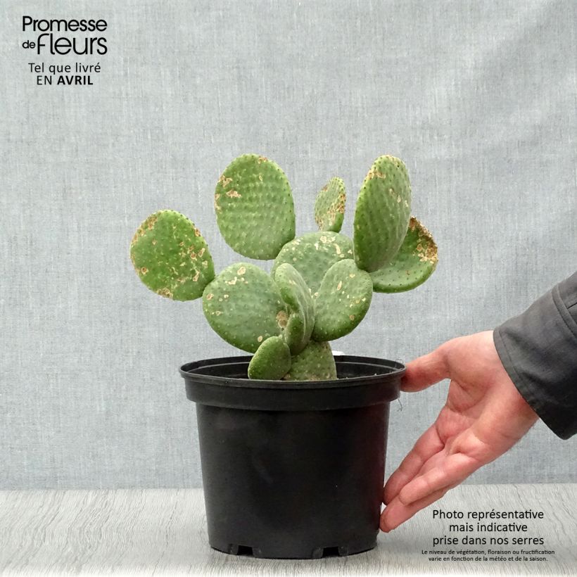 Spécimen de Opuntia microdasys Caress - Cactus raquette tel que livré au printemps