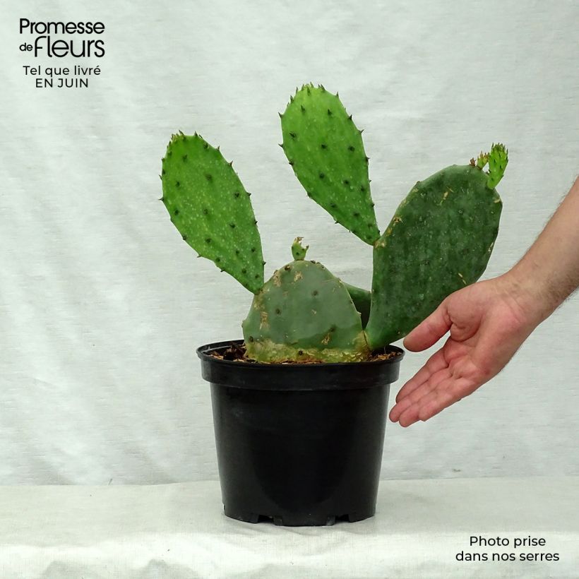 Spécimen de Opuntia microdasys - Oponce Pot de 2L/3L tel que livré en été