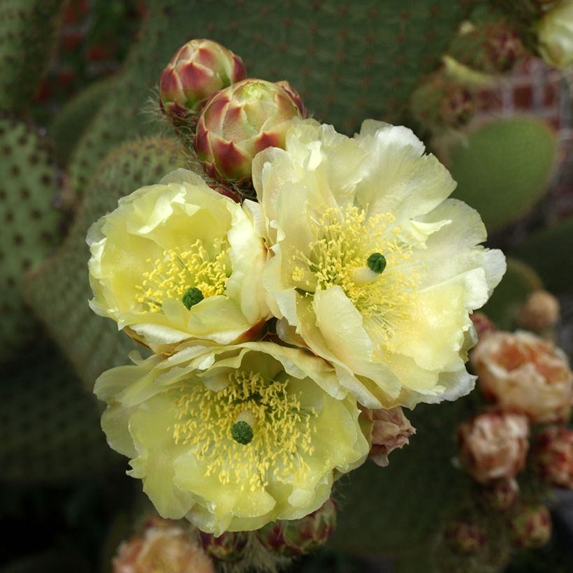 Opuntia microdasys var. rufida - Cactus raquette (Floraison)