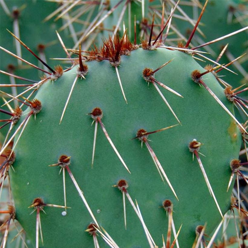 Opuntia phaeacantha Mojavensis - Oponce (Feuillage)