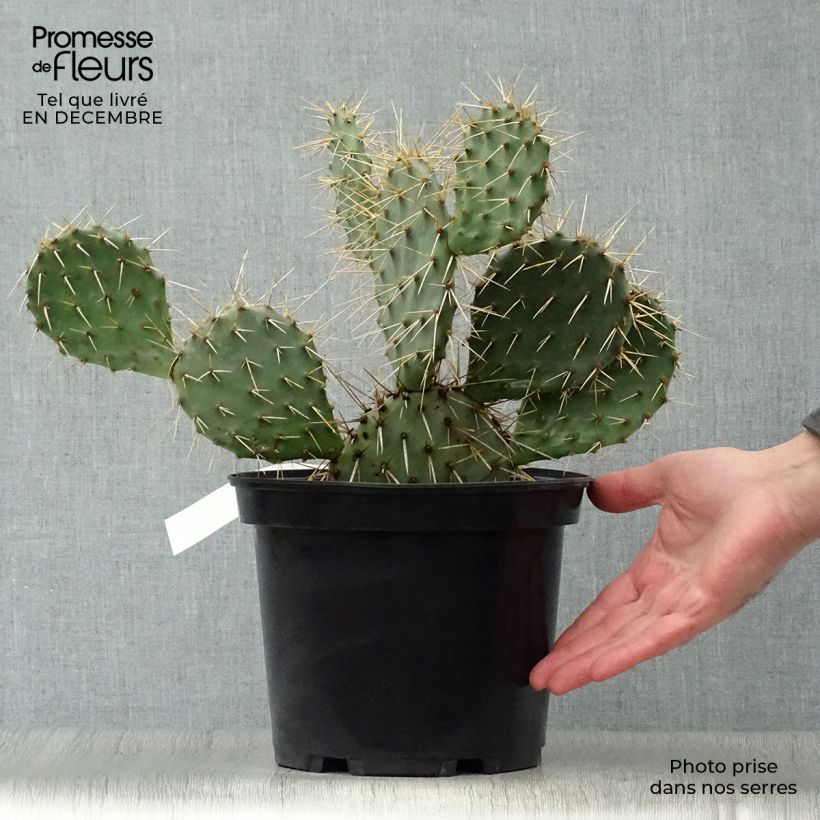 Spécimen de Opuntia phaeacantha Mojavensis - Oponce tel que livré en hiver