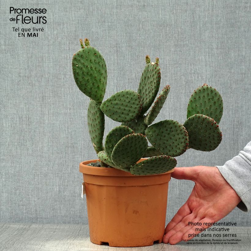 Spécimen de Opuntia rufida - Cactus raquette Pot de 3/4L tel que livré au printemps