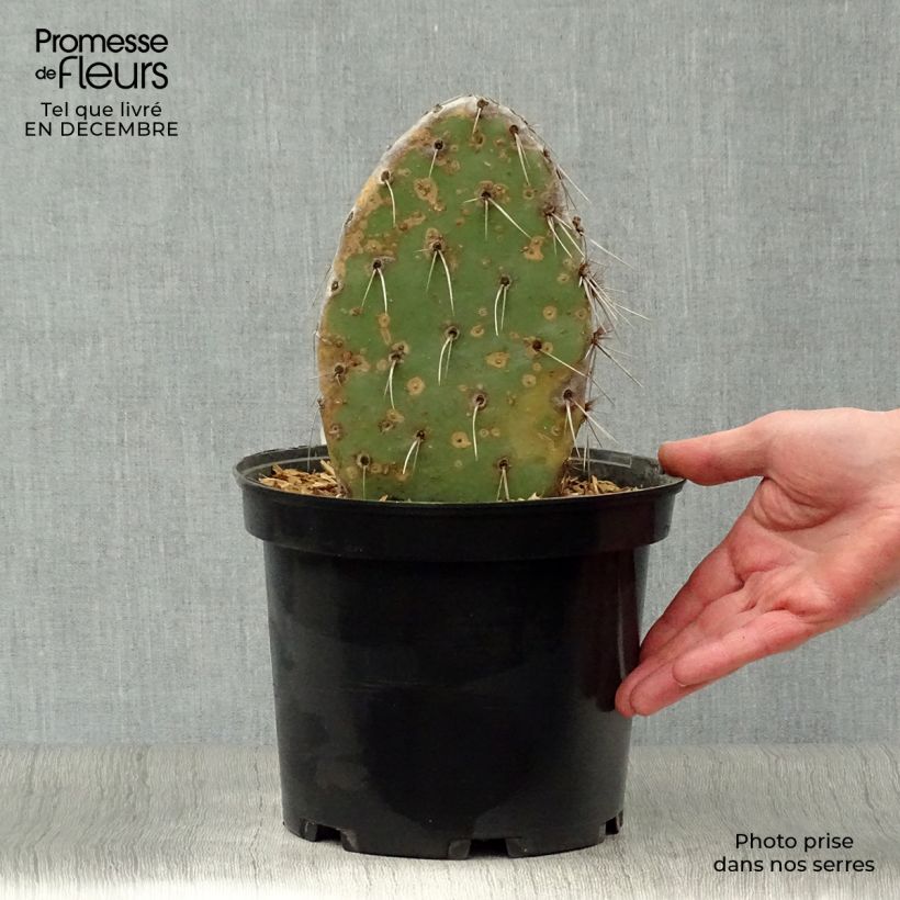 Spécimen de Opuntia sanguinicola - Cactus raquette Pot de 4L/5L tel que livré en hiver