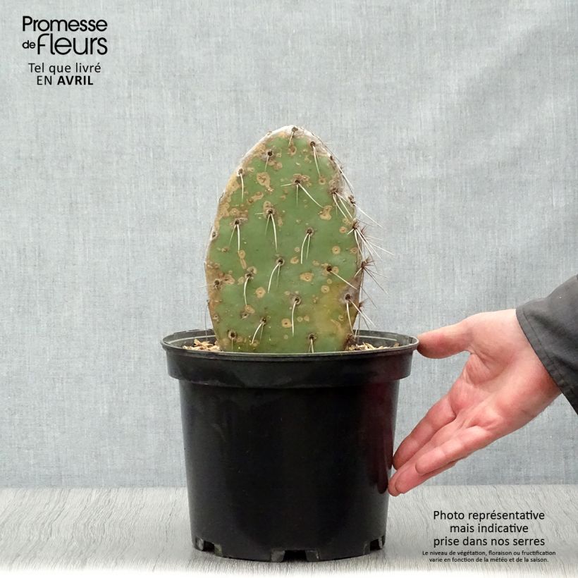 Spécimen de Opuntia sanguinicola - Cactus raquette Pot de 5L tel que livré au printemps