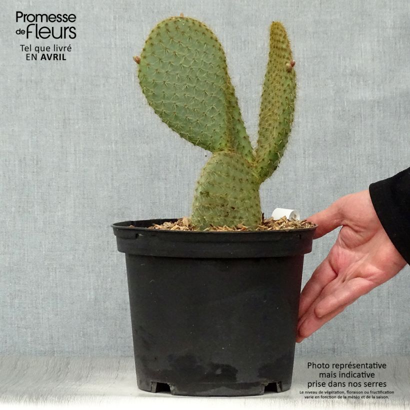 Spécimen de Opuntia scheeri - Cactus raquette tel que livré au printemps