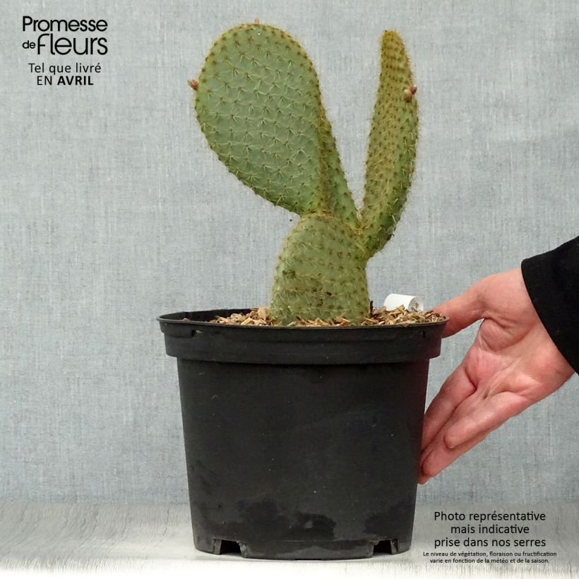 Spécimen de Opuntia scheeri - Cactus raquette Pot de 5L tel que livré au printemps