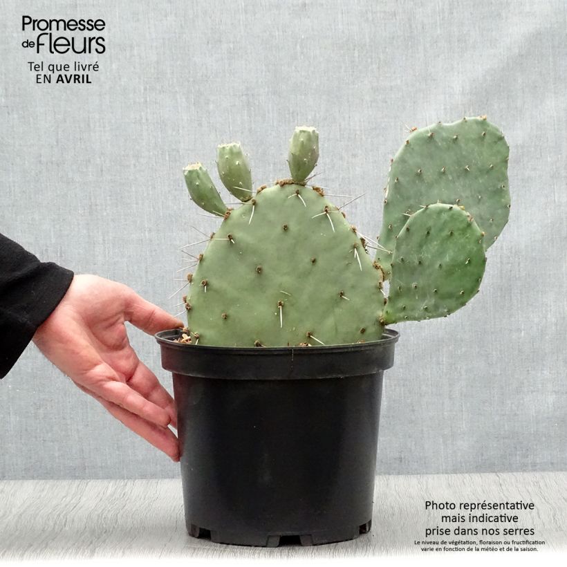 Spécimen de Opuntia semispinosa - Cactus raquette tel que livré au printemps