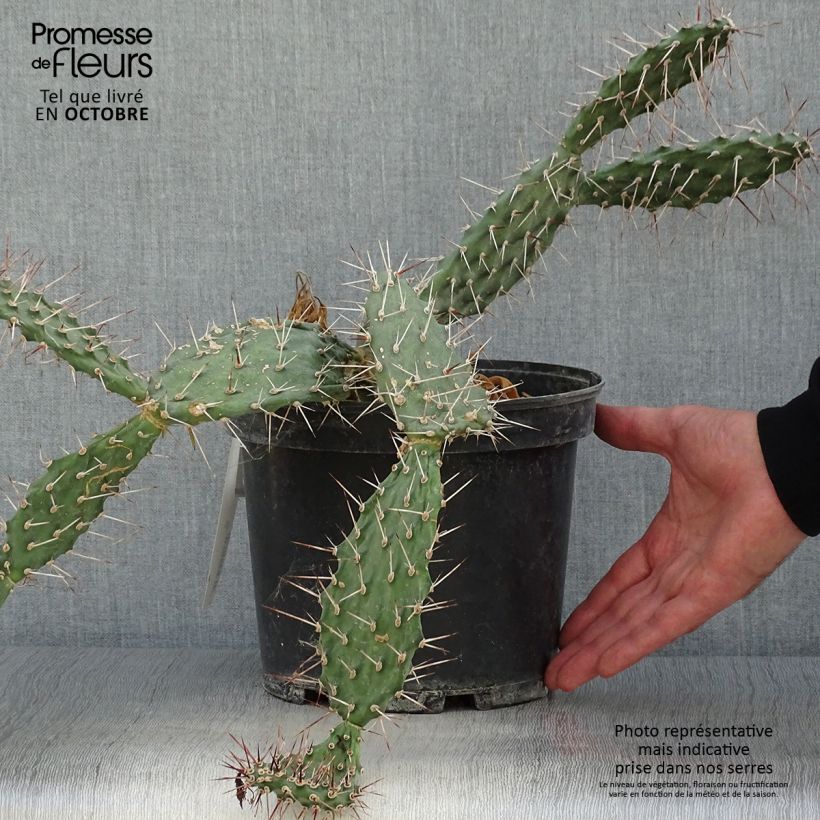 Spécimen de Opuntia sulfurea (sulphurea) - Cactus raquette Pot de 3L/4L tel que livré en automne