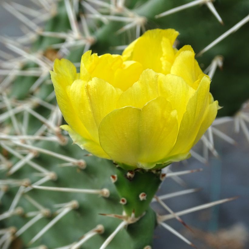 Opuntia sulfurea (sulphurea) - Cactus raquette (Floraison)