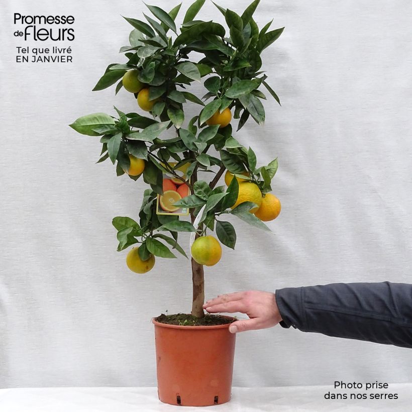 Spécimen de Oranger - Citrus Sinensis - Agrumes tel que livré en hiver