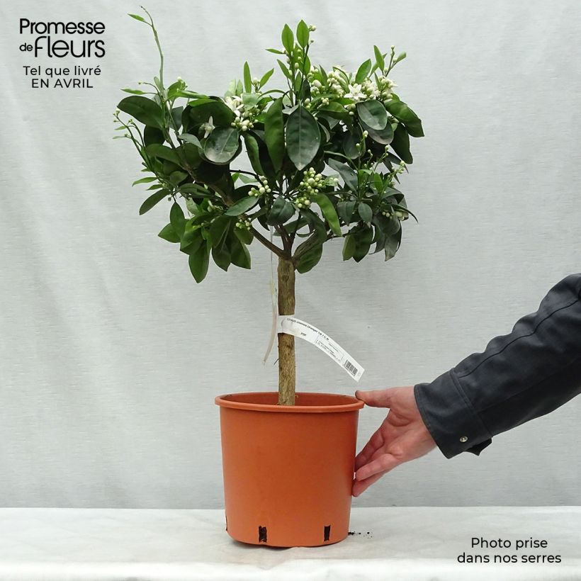 Spécimen de Oranger - Citrus sinensis Pot de 6L/7L, 1/4 de tigeHauteur livrée env. 50/60cm tel que livré au printemps