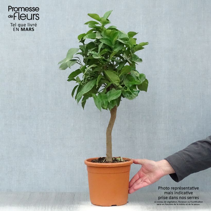 Spécimen de Oranger Corrugata - Citrus sinensis x aurantium Pot de 4L/5L tel que livré au printemps