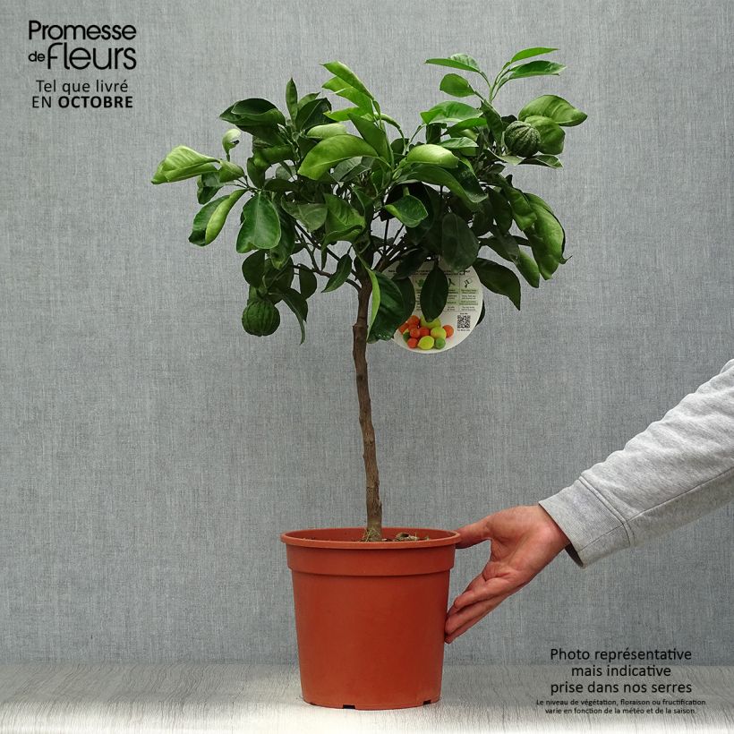 Spécimen de Oranger Corrugata - Citrus sinensis x aurantium tel que livré en automne