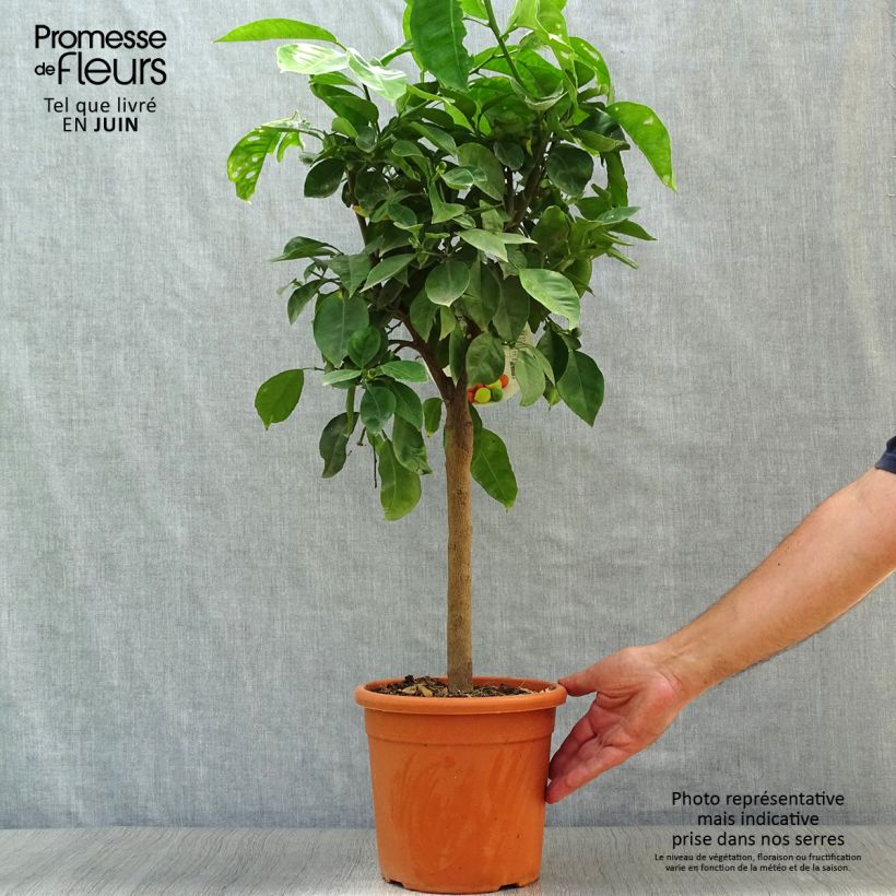 Spécimen de Oranger Corrugata - Citrus sinensis x aurantium Pot de 4L/5L, 1/4 de tige tel que livré en été