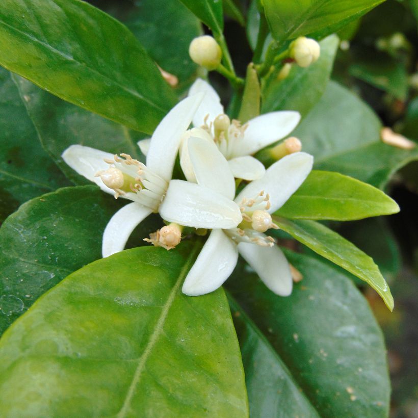 Oranger - Citrus Sinensis - Agrumes (Floraison)