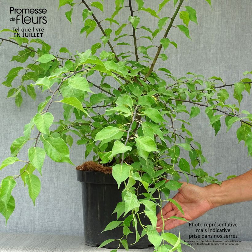 Spécimen de Oranger des Osages - Maclura pomifera Pot de 7,5L/10L tel que livré en été