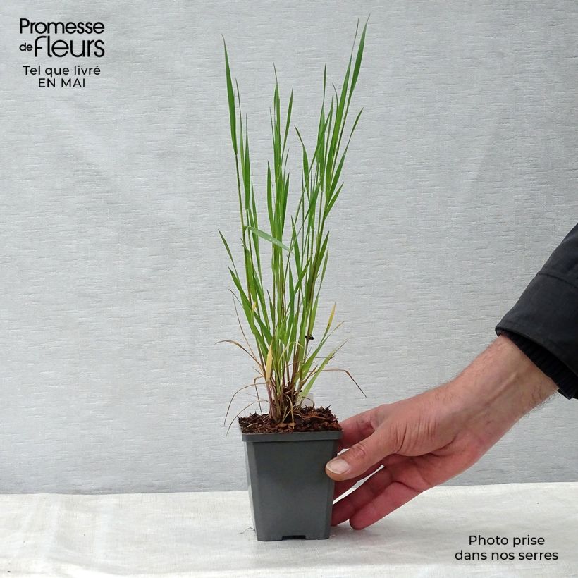 Spécimen de Orge à crinière - Hordeum jubatum Godet de 9cm tel que livré au printemps