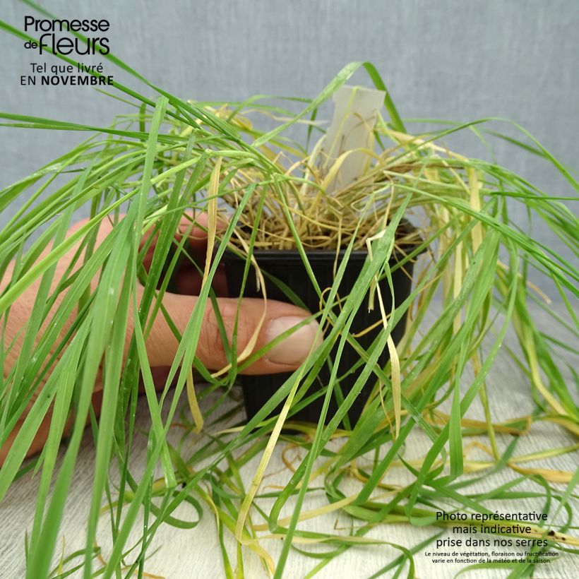 Spécimen de Orge à crinière - Hordeum jubatum Godet de 8/9 cm tel que livré en automne