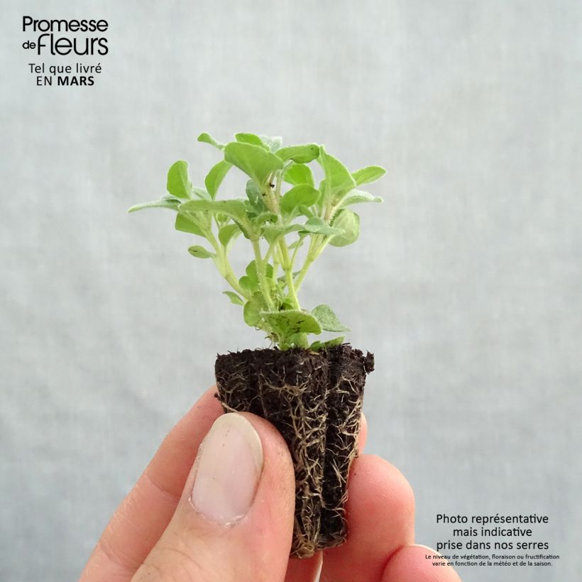 Spécimen de Origan Hot and Spicy BIO en mini-motte Mini-motte 3 cm tel que livré au printemps